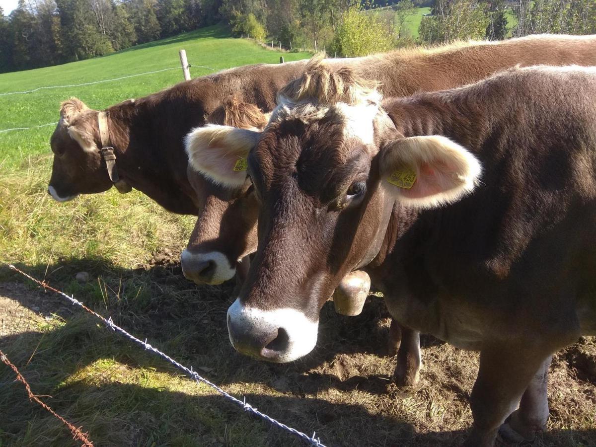 Ferienwohnung Trifts | Einzelbetten | Parkplatz Wangen im Allgäu المظهر الخارجي الصورة